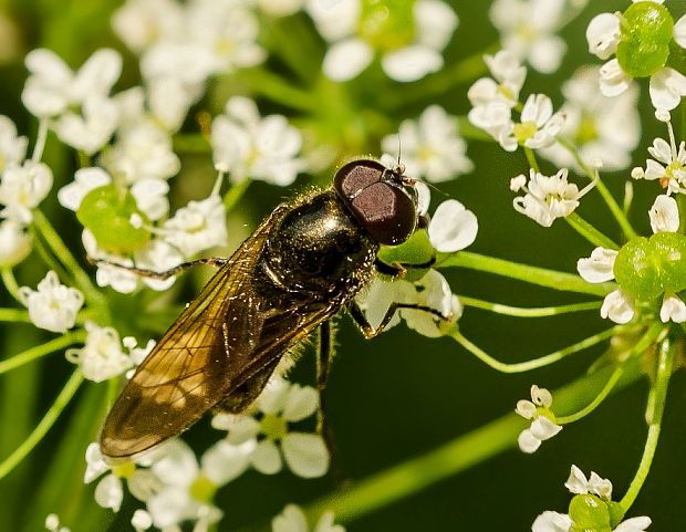 pestrica Cheilosia vulpina ♂