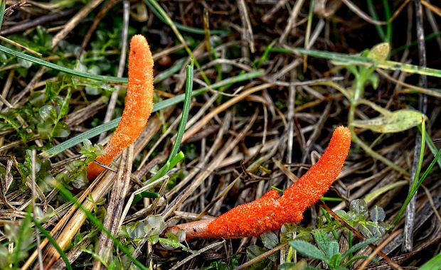 žezlovka hmyzová Cordyceps militaris (Fr.) Link