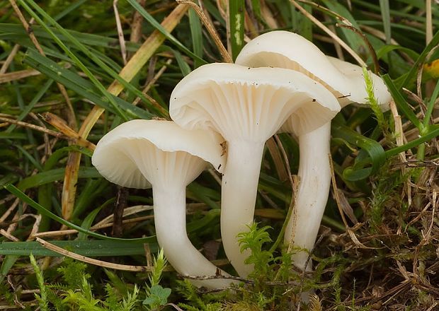 lúčnica snehobiela Cuphophyllus virgineus (Wulfen) Kovalenko