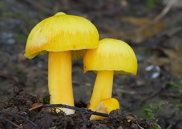 lúčnica citrónovožltá Hygrocybe chlorophana (Fr.) Wünsche