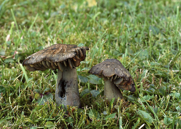 lúčnica ovčia Hygrocybe ovina (Bull.) Kühner