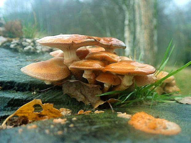 šupinačka menlivá Kuehneromyces mutabilis (Schaeff.) Singer & A.H. Sm.