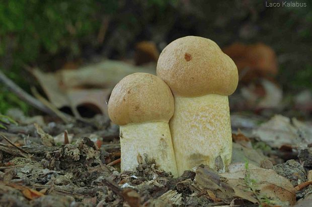 kozák žltopórový Leccinellum crocipodium (Letell.) Della Maggiora & Trassinelli