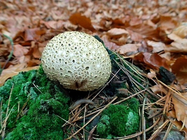 pestrec obyčajný Scleroderma citrinum Pers.