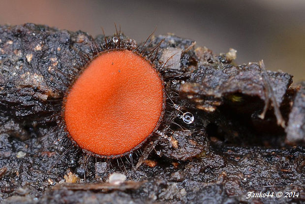 štítovnička Scutellinia sp.