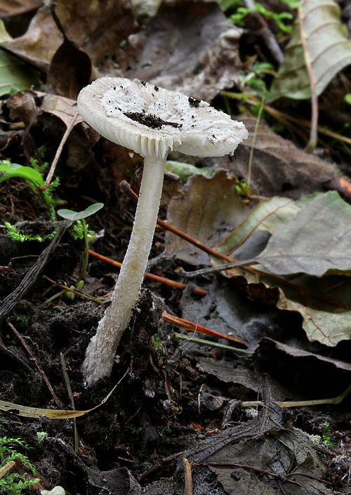 muchotrávka jelšová Amanita friabilis (P. Karst.) Bas