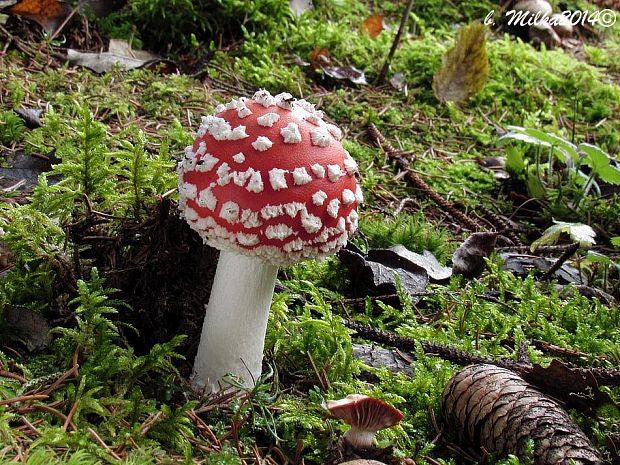 muchotrávka červená Amanita muscaria (L.) Lam.