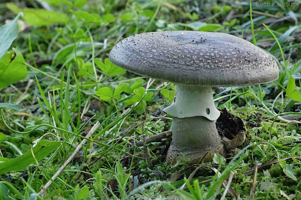 muchotrávka Amanita sp.