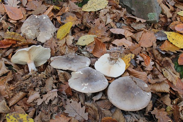 strmuľka inovaťová Clitocybe nebularis (Batsch) P. Kumm.