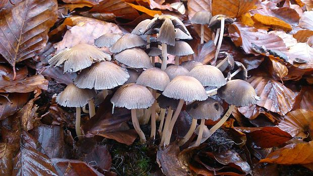 hnojník chlpatý pažiťový Coprinopsis lagopus var. vacillans (Uljé) P. Roux & Guy García