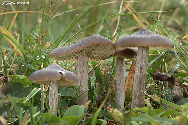 hodvábnica hodvábna Entoloma sericeum Quél.