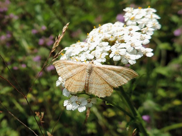 piadica okrová / žlutokřídlec okrový Idaea ochrata Scopoli, 1763