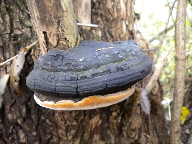 ohňovec obyčajný Phellinus igniarius (L.) Quél.