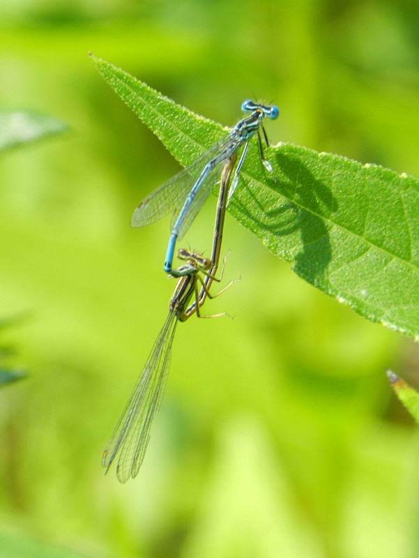 šidielko ploskonohé  Platycnemis pennipes