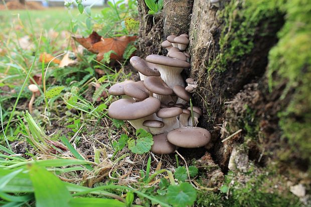 hliva ustricovitá Pleurotus columbinus Quél.