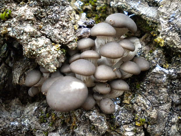 hliva ustricovitá Pleurotus ostreatus (Jacq.) P. Kumm.