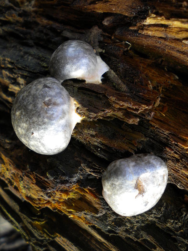 sieťnatka obyčajná Reticularia lycoperdon Bull.