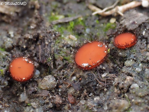 štítovnička Scutellinia sp.