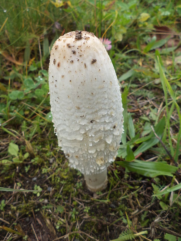 hnojník obyčajný Coprinus comatus (O.F. Müll.) Pers.