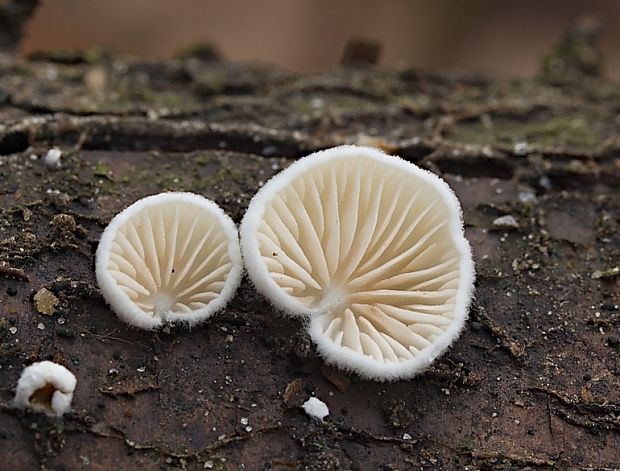 pahliva Crepidotus sp.