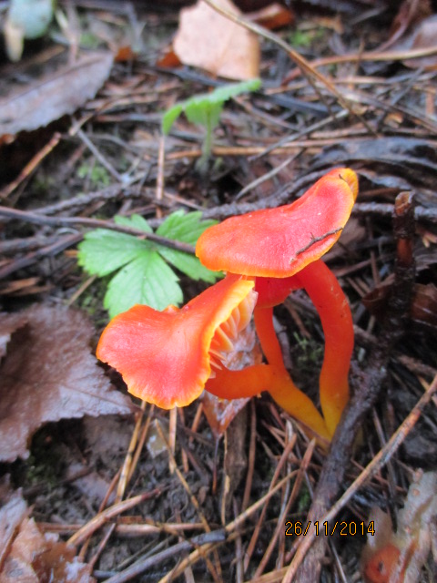 lúčnica Hygrocybe sp.