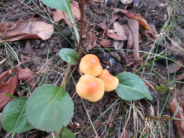 strapcovka zväzkovitá Hypholoma fasciculare (Huds.) P. Kumm.