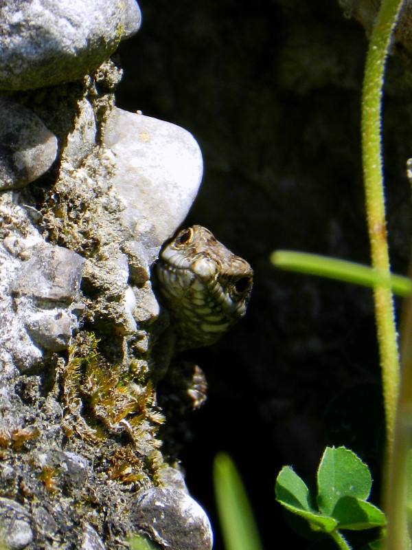 jašterica murová  Podarcis muralis