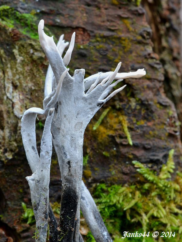 drevnatec parohatý Xylaria hypoxylon (L.) Grev.