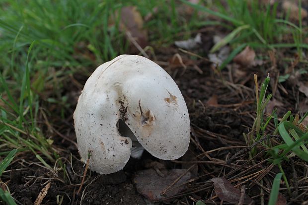 pečiarka Agaricus sp.