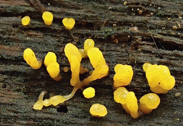 parôžkovec zvrásnený ? Calocera glossoides (Pers.) Fr.