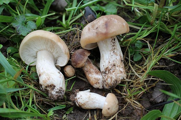 čírovnica májová Calocybe gambosa (Fr.) Donk