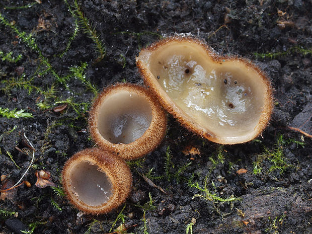 humária polguľovitá Humaria hemisphaerica (F.H. Wigg.) Fuckel