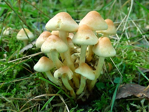 strapcovka zväzkovitá Hypholoma fasciculare (Huds.) P. Kumm.