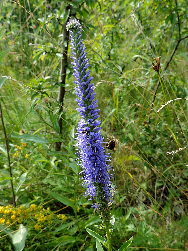 veronikovec Pseudolysimachion sp.