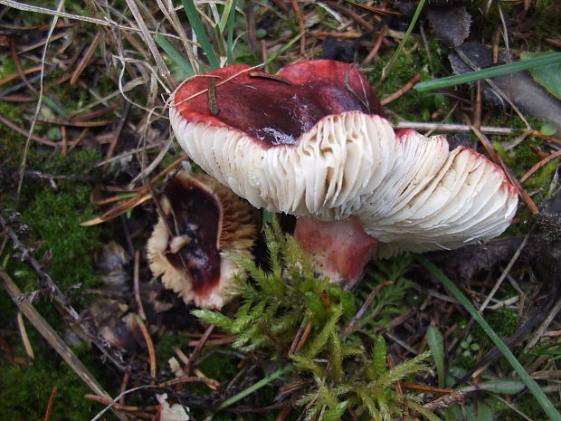 plávka zavalitá Russula torulosa Bres.