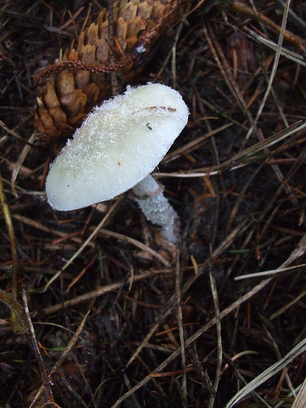 golierovka zelenkastá Stropharia aeruginosa (Curtis) Quél.