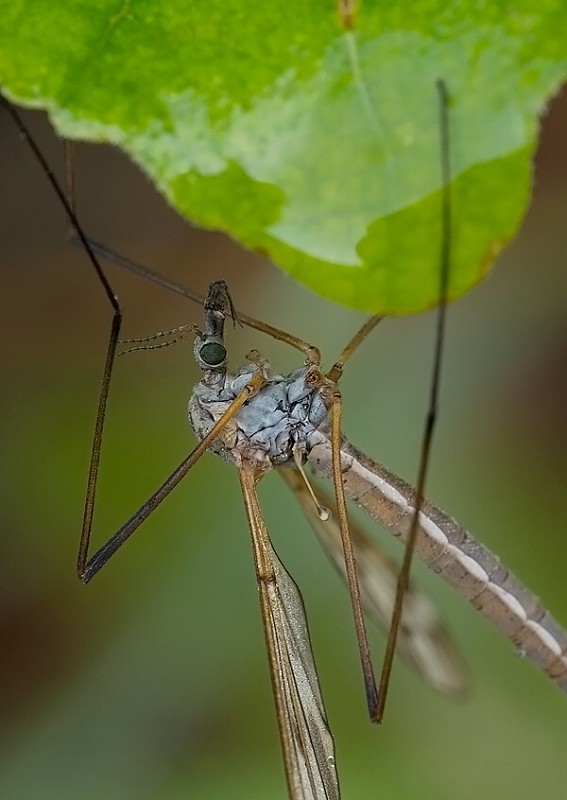 tipula Tipula varipennis