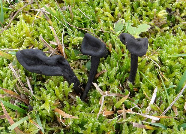 pajazýček chlpatý Trichoglossum hirsutum (Pers.) Boud.