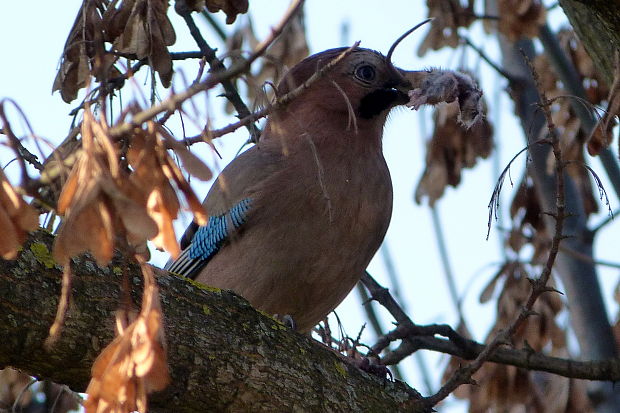 sojka obyčajná   Garrulus glandarius