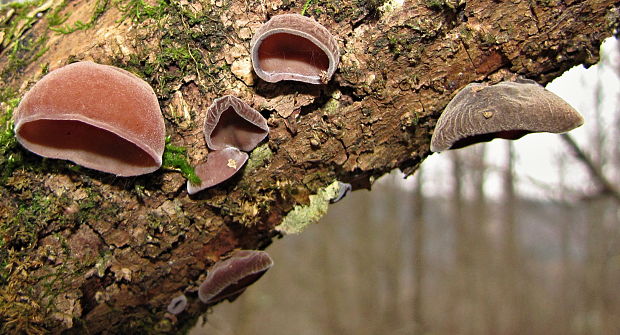 uchovec bazový Auricularia auricula-judae (Bull.) Quél.