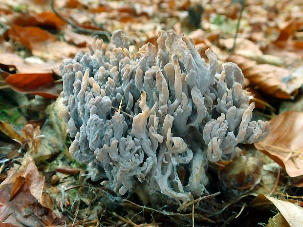 konárovka popolavá Clavulina cinerea (Bull.) J. Schröt.