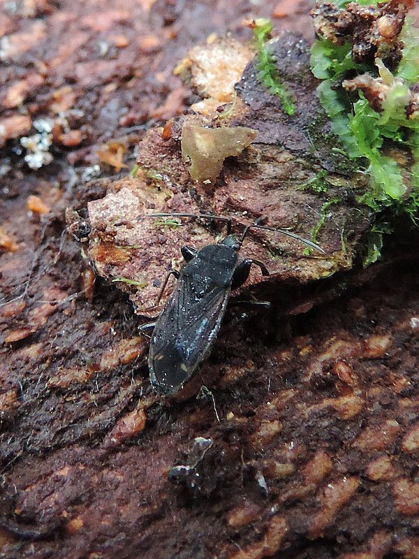 behavka / pozemka Eremocoris plebejus Fallén, 1807