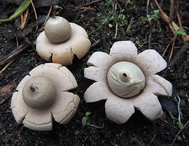 hviezdovka fľaškovitá Geastrum lageniforme Vittad.