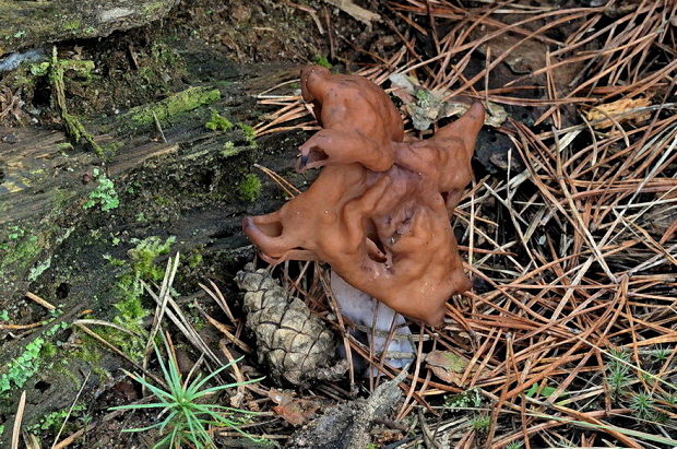 ušiak mitrovitý Gyromitra infula (Schaeff.) Quél.