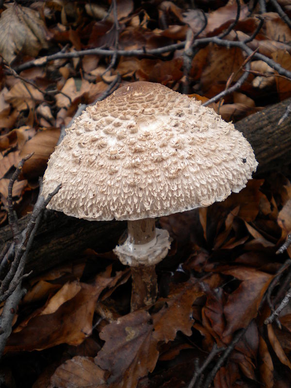 bedľa Macrolepiota sp.