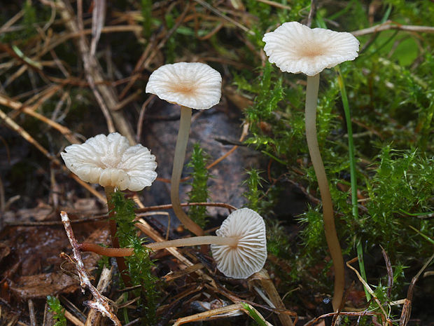 tancuľka Marasmiellus sp.