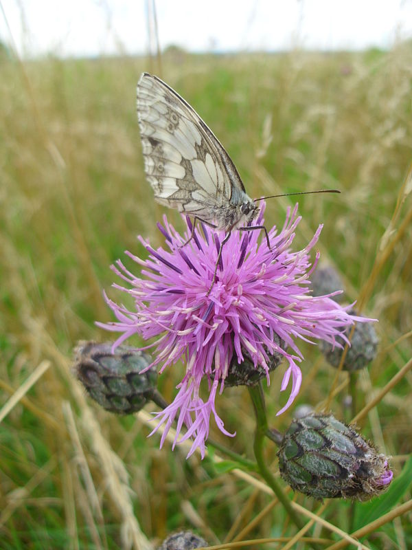 očkáň timotejkový Melanargia galathea