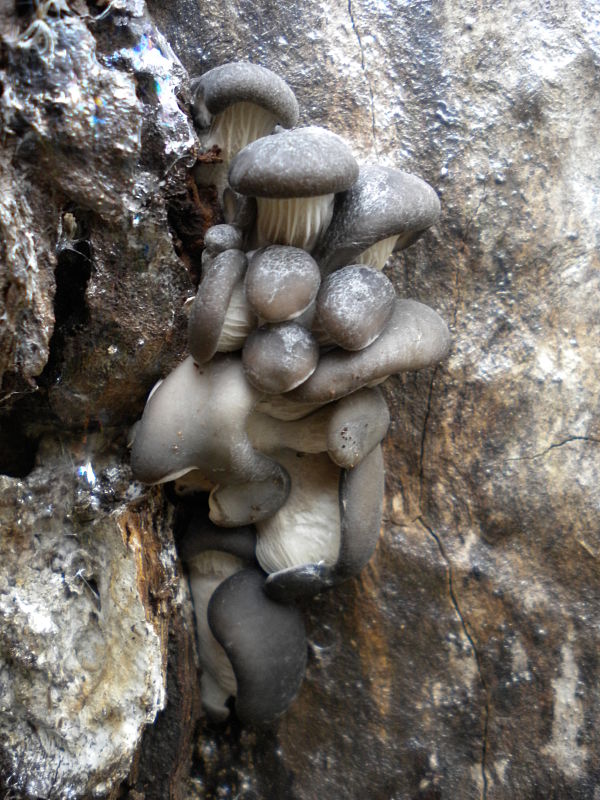 hliva ustricovitá Pleurotus ostreatus (Jacq.) P. Kumm.