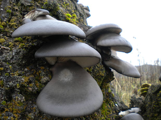 hliva ustricovitá Pleurotus ostreatus (Jacq.) P. Kumm.