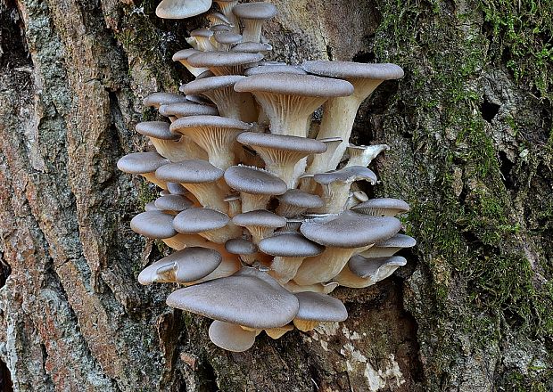 hliva ustricovitá Pleurotus ostreatus (Jacq.) P. Kumm.